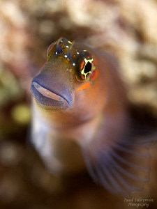 Blenny... 
Nikon D800e, 60 mm macro lens, +15 wet diopte... by Iyad Suleyman 